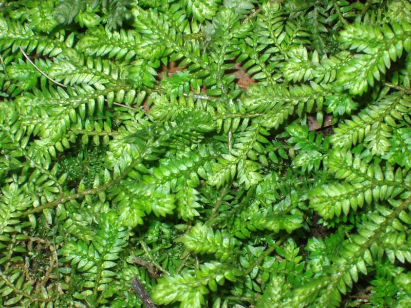 Selaginella kraussiana / Selaginella di Krauss